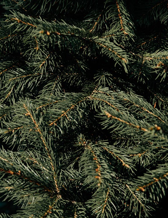 Green Pine Tree Leaves · Free Stock Photo