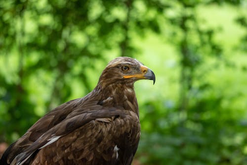 Foto profissional grátis de águia, águia dourada, aviário