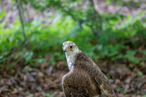 Foto profissional grátis de animais selvagens, falcão saker, floresta