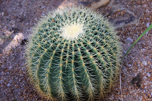 Free stock photo of cactus, nature, plants