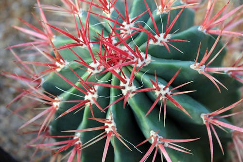 Free stock photo of cactus, nature, plant