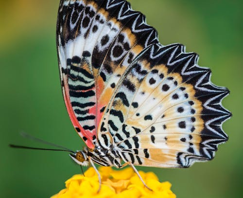 Free stock photo of butterfly, close-up, flying