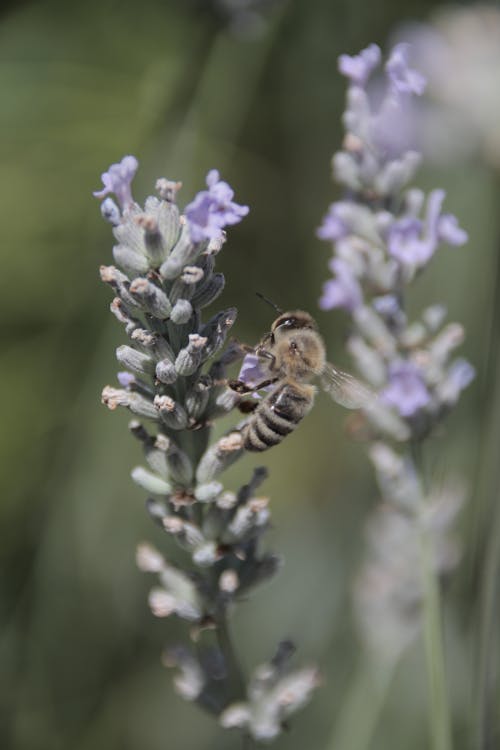 Free stock photo of bee, bees, blooming lavender