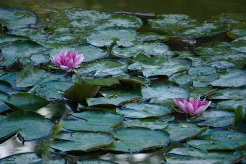 Бесплатное стоковое фото с nelumbo nucifera, вода, Водяные лилии