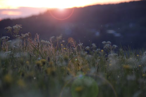 คลังภาพถ่ายฟรี ของ กลางแจ้ง, ดวงอาทิตย์, ดอกไม้