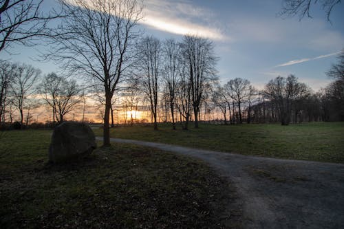 Foto profissional grátis de árvores, pôr do sol