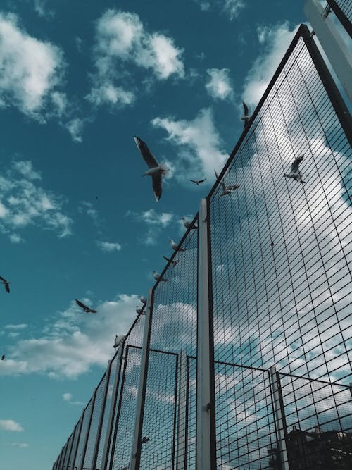 Birds Flying over the Metal Fence 