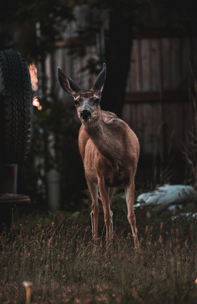 Columbian Black-tailed Deer On Grass