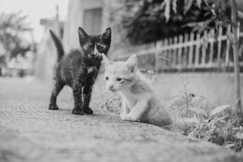Grayscale Photo of Kittens on a Gutter 