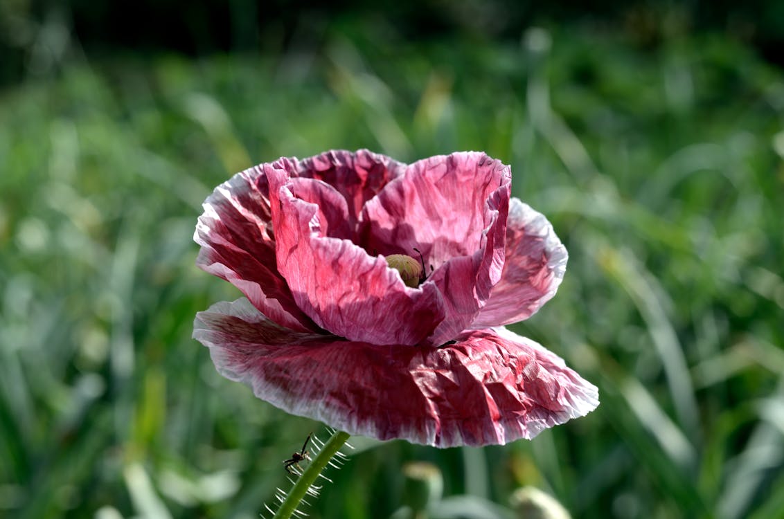 Gratis lagerfoto af blomst, blomstrende, dagtimer