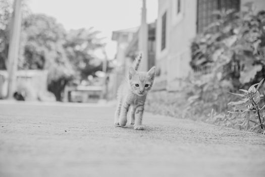 A cute kitten walking on a street, captured in black and white for a classic look.