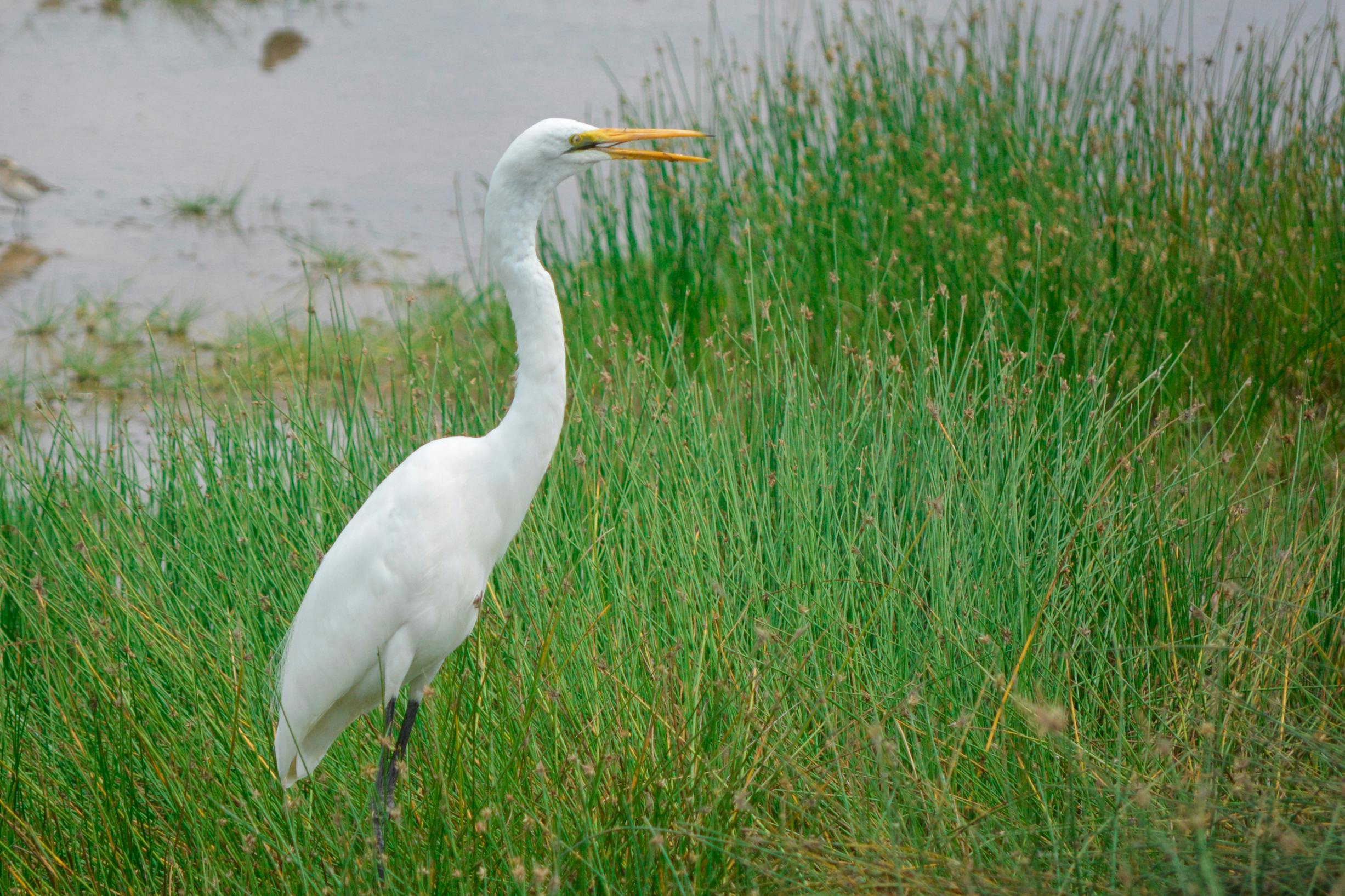 Free stock photo of egret, great egret, national park