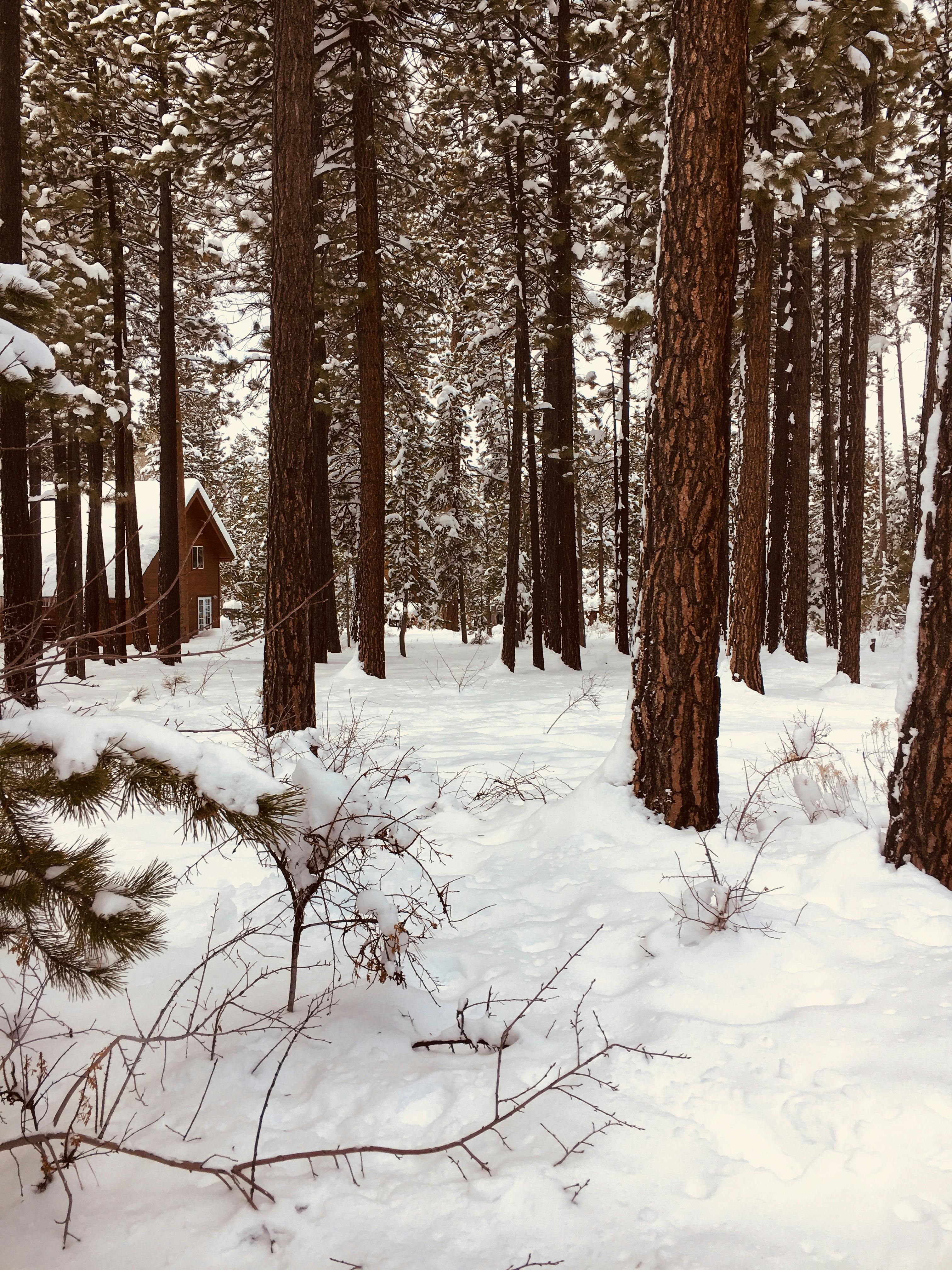 Free Stock Photo Of Cabin In The Woods Nature Snow