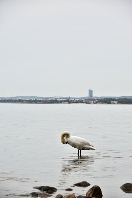 Free A Swan on the Water  Stock Photo