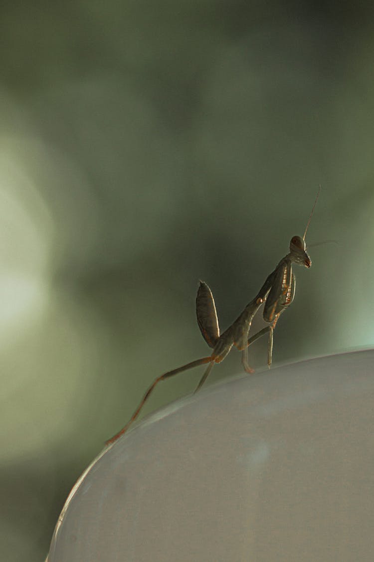 Close-Up Shot Of A Mantis 