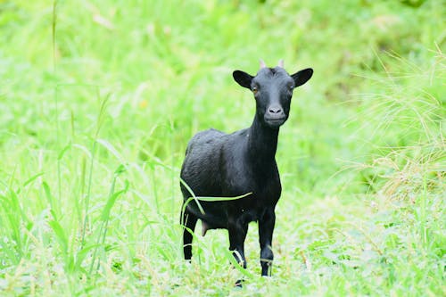 Fotos de stock gratuitas de animal, cabra, campo de hierba