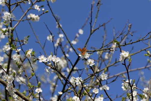 Kostnadsfri bild av fjäril, vit