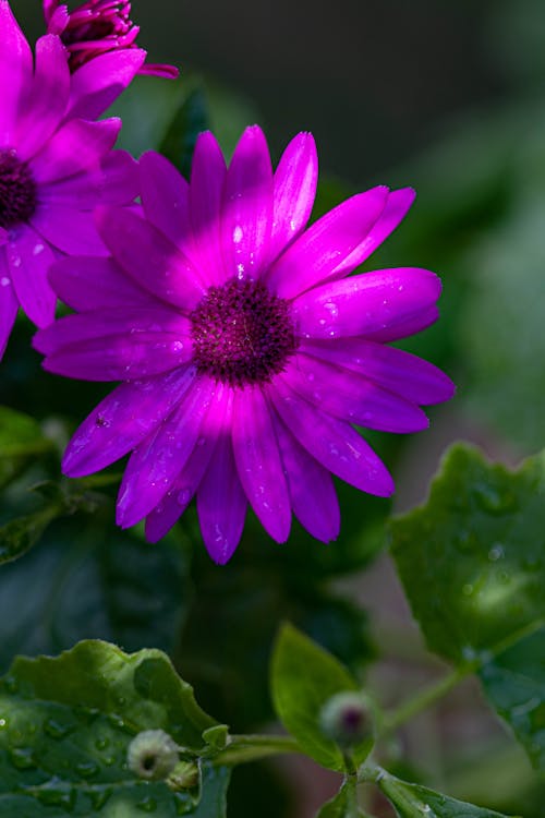 Free Purple Flower in Bloom Stock Photo