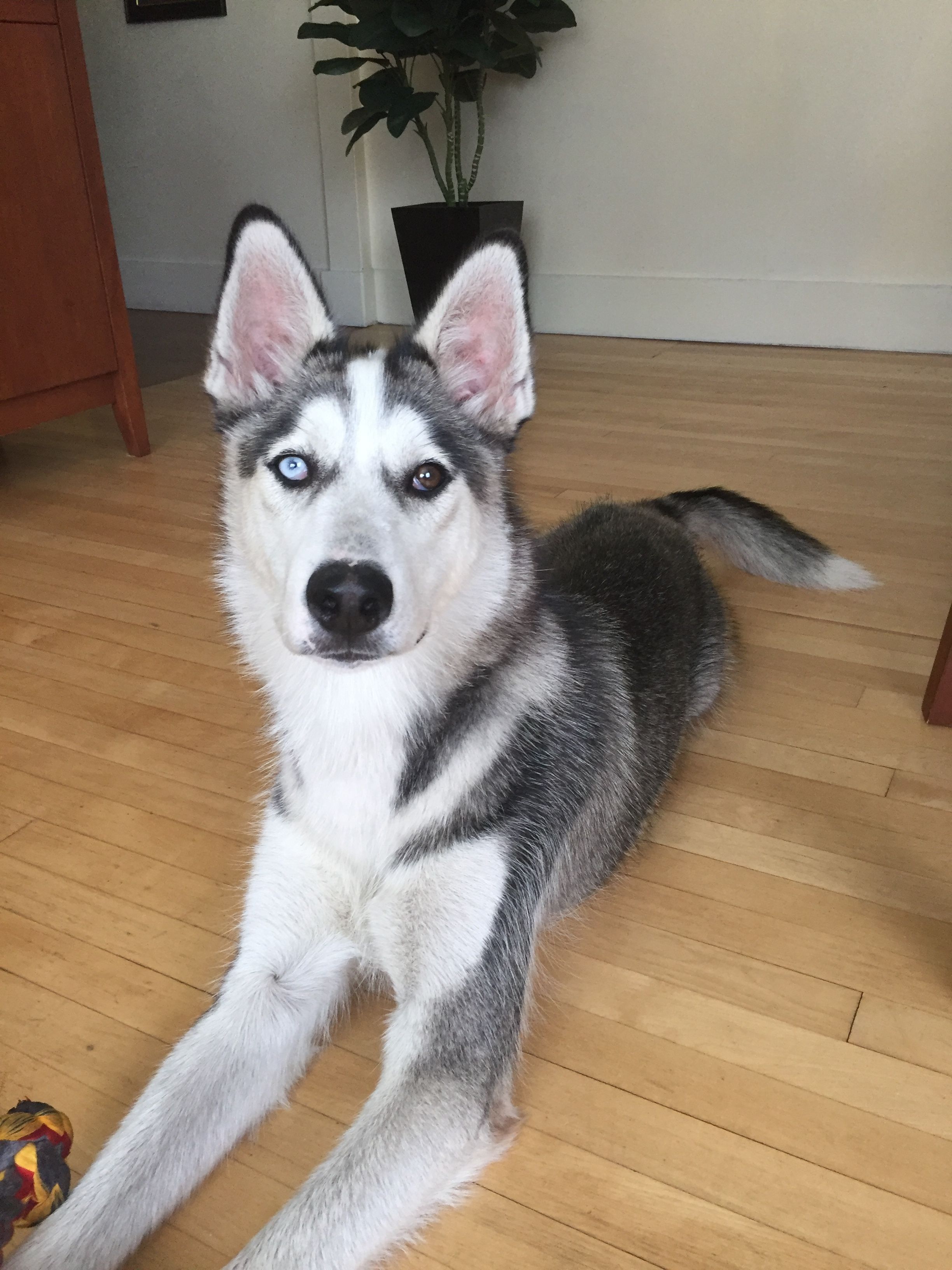 Foto Stok Gratis Tentang Anjing Husky Husky Siberian Husky