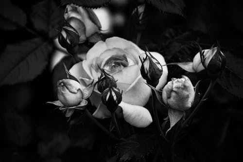 Grayscale Photo of Roses 