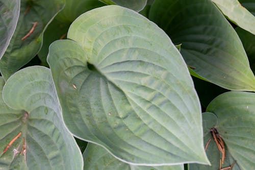 Hosta Leaves in Close-up Photography