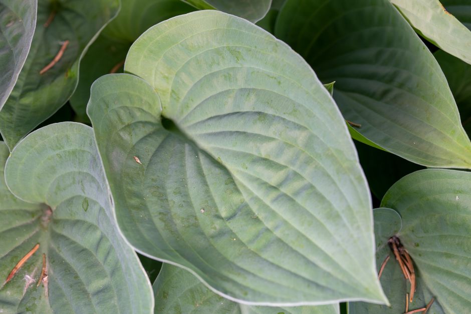 Hosta fortunei