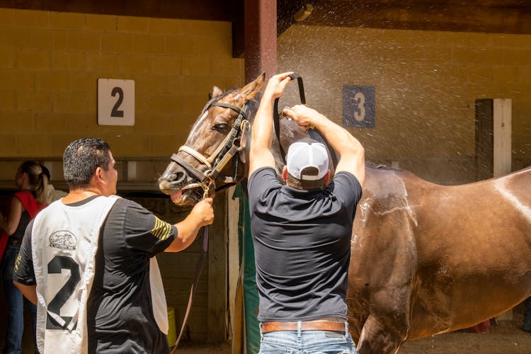 Men Cleaning A Brown Horse