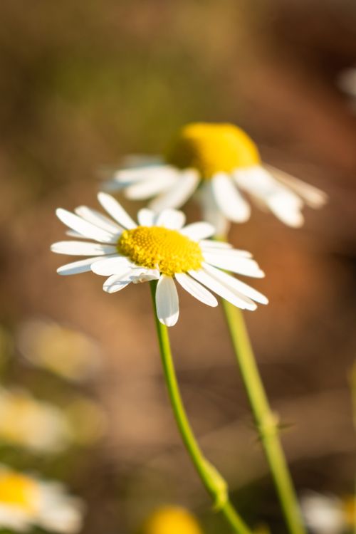 Free Macro shot of white daisies with yellow centers in warm sunlight. Stock Photo