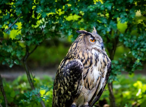 Kostnadsfri bild av djur, djurfotografi, fågel