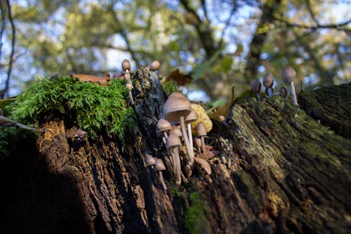 Foto profissional grátis de cogumelos no tronco de árvore morta
