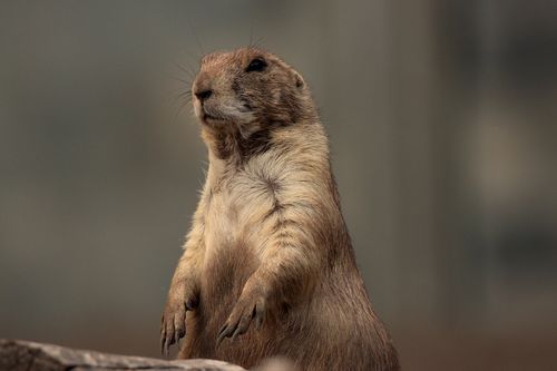 Free Close-up portrait of a prairie dog in Budapest, showcasing its fur and whiskers, set against a blurred background. Stock Photo