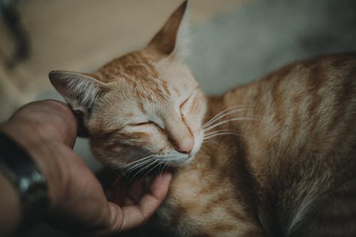 Osoba Pieszczoty Pomarańczowy Pręgowany Kot