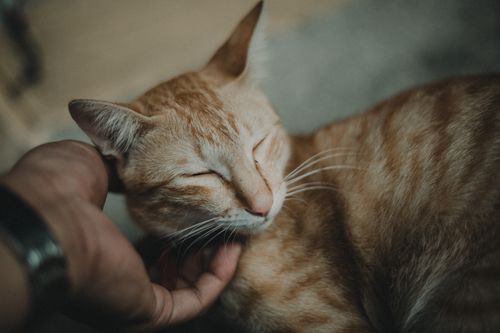 Free Close-up of a ginger tabby cat being lovingly petted indoors. Stock Photo