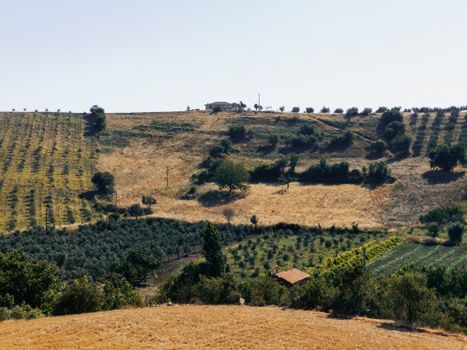 Lush agricultural fields and trees under a clear sky, capturing rural tranquility.