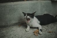 一只黑白相间的猫在室外的混凝土表面上打哈欠，露出了它的胡须和皮毛