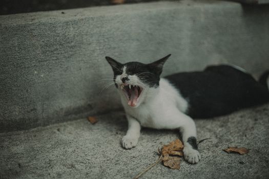 一只黑白相间的猫在室外的混凝土表面上打哈欠，露出了它的胡须和皮毛