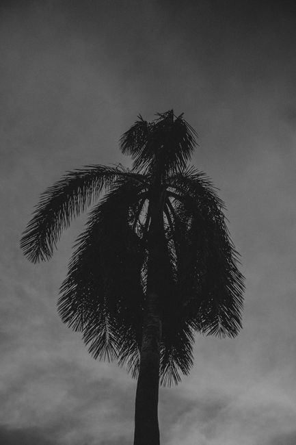 Silhouette of a palm tree against a moody evening sky captured in grayscale.