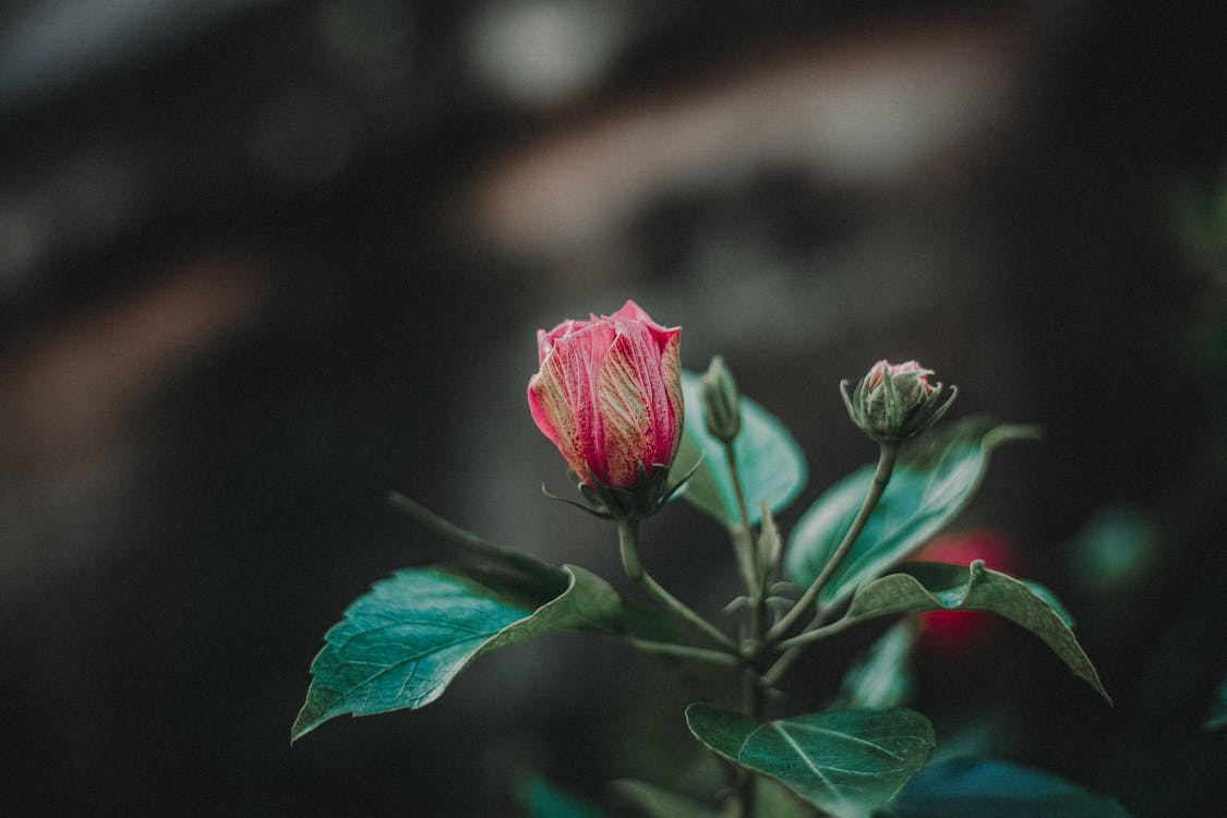 Gros Plan De La Photographie De Fleur Pétale Rouge