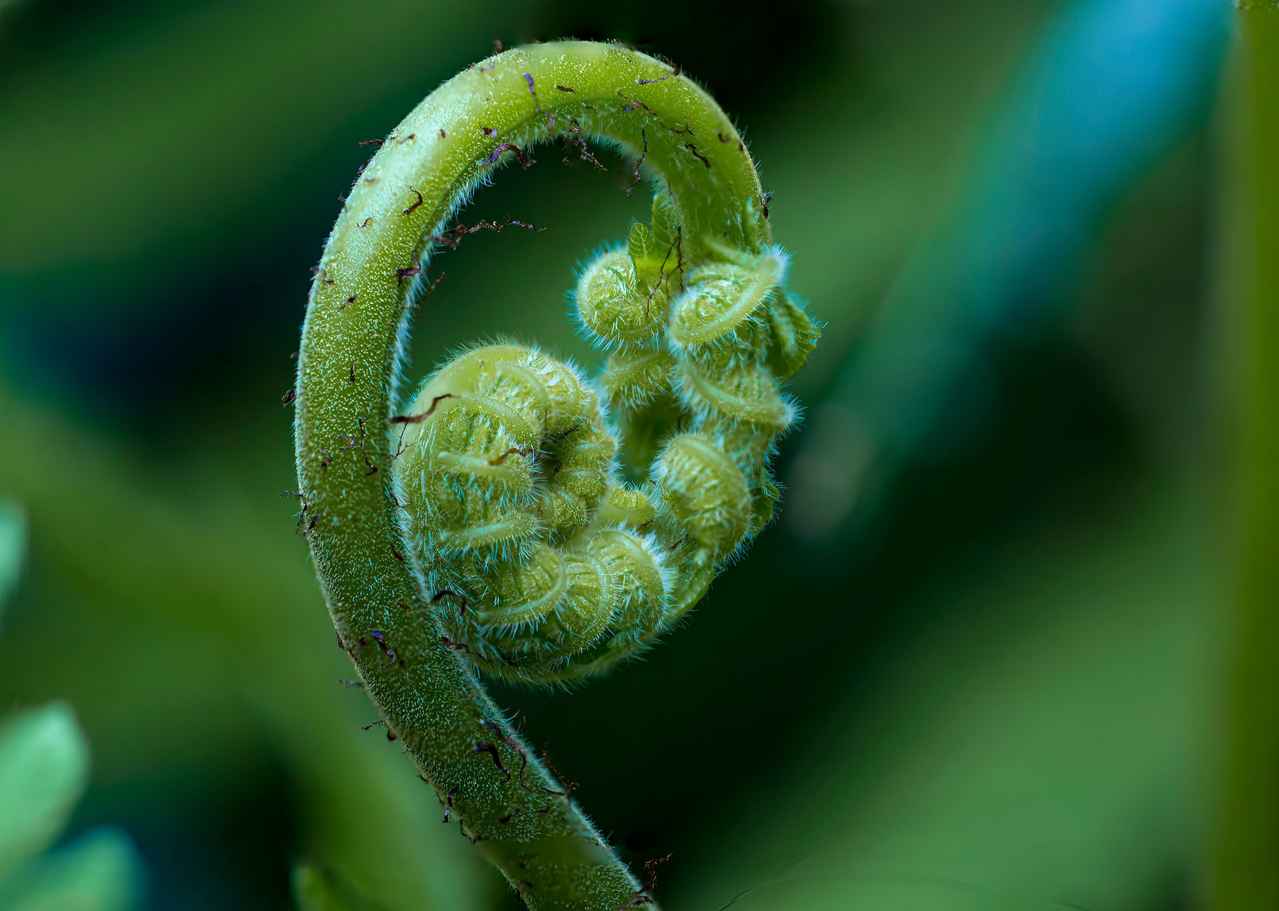 vegetables that begin with f Macro shot of a vibrant fiddlehead fern unfurling, highlighting its delicate textures.