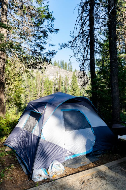 Foto profissional grátis de acampamento, árvore, árvores