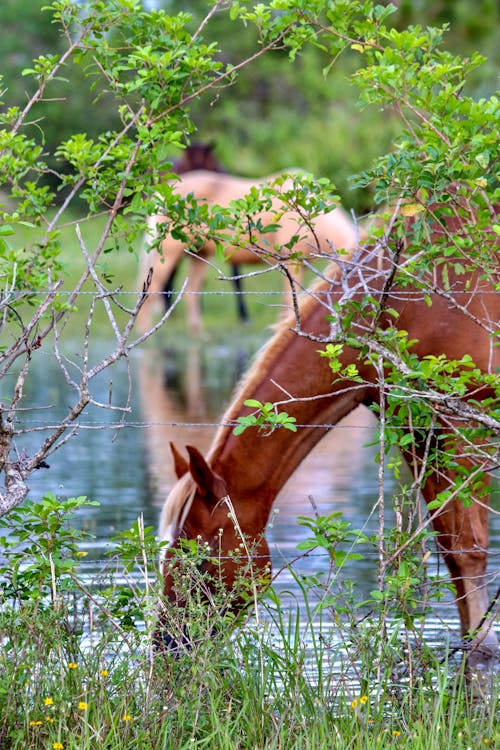 Gratis stockfoto met boerderij, bruin paard, paard