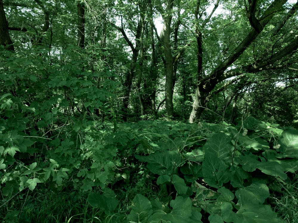 Free stock photo of canada, forest, nature