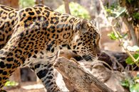 A striking close-up of a jaguar prowling in a sunlit natural setting, showcasing its beautiful spotted coat.