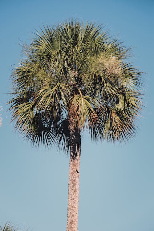 Photos gratuites de ciel bleu, palmier, tir vertical