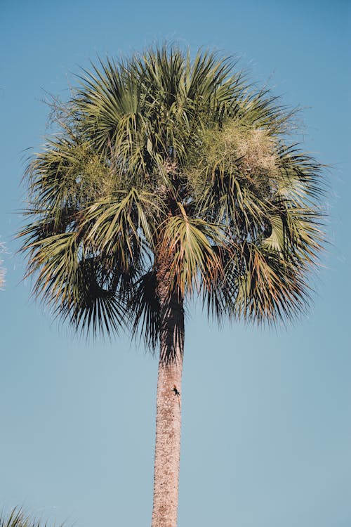 A Palm Tree Under the Blue Sky 