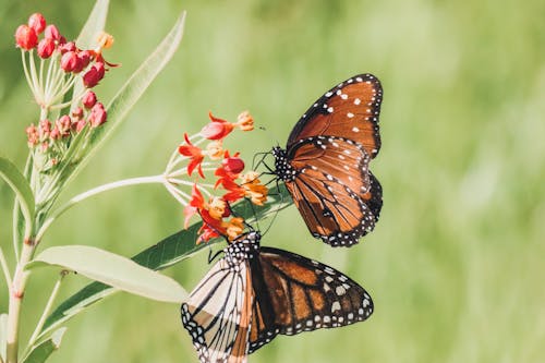 Butterflies Perched on Blooming Flowers