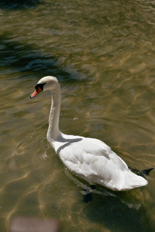 Free A peaceful mute swan swimming in clear waters under bright sunlight. Stock Photo