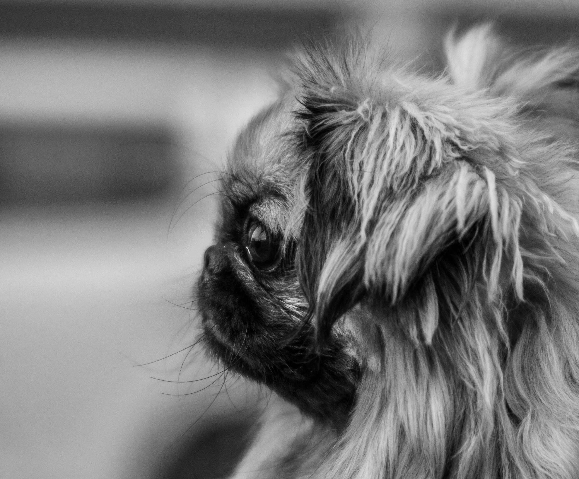 Foto van een Pekingese in grijsschalen