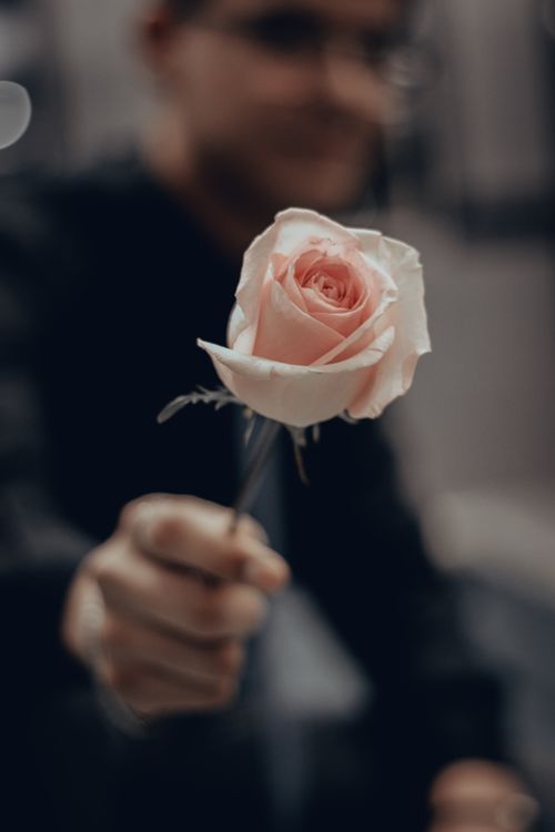 Free A beautiful pink rose elegantly held by an unrecognizable man with a blurred background. Stock Photo