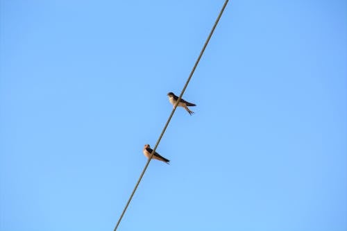 Imagine de stoc gratuită din aviar, cablu electric, cer albastru